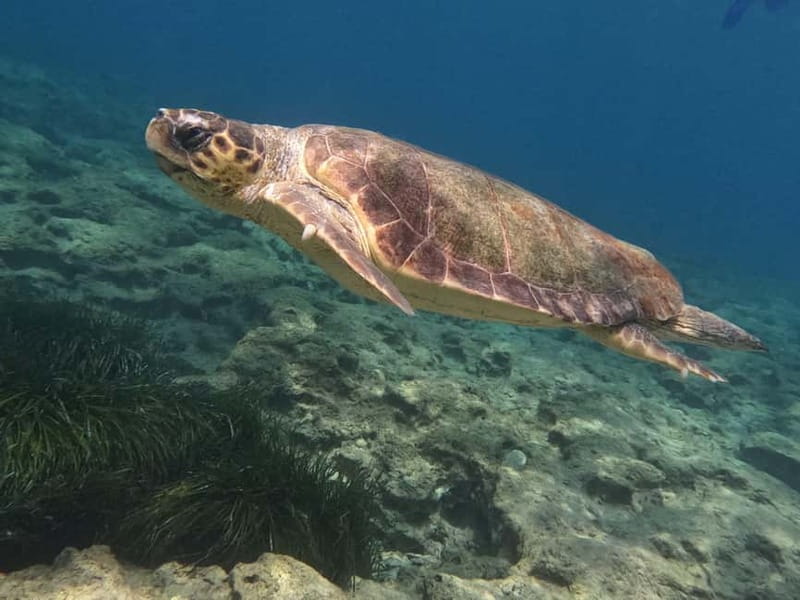Paphos: Turtle-Watching Snorkeling Sea Scooter Trip - What Happens at the Beach: Entry, Breathing, and Staying With the Group