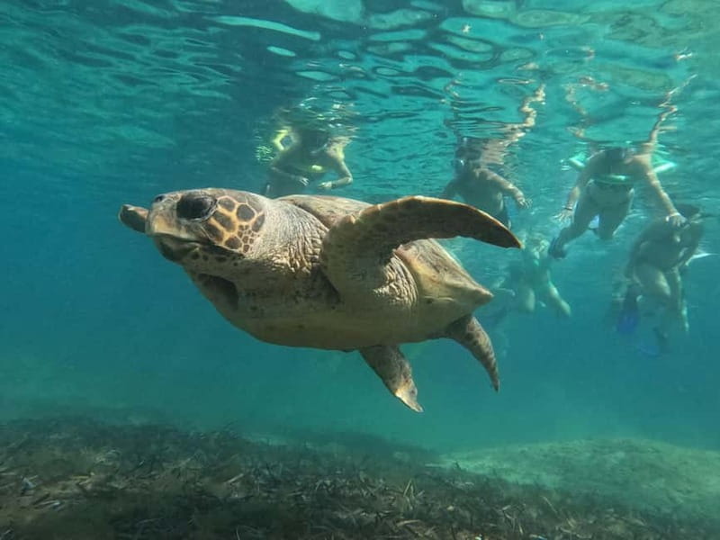 Paphos: Turtle-Watching Snorkeling Sea Scooter Trip - Turtle Watching in Their Natural Habitat: What You’re Actually Looking For