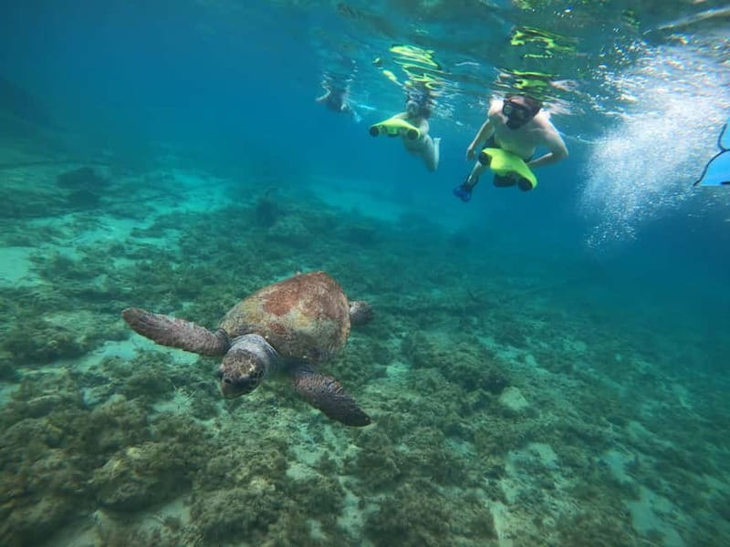 Paphos: Turtle-Watching Snorkeling Sea Scooter Trip - Marine Life Bonus: More Than Just Turtles