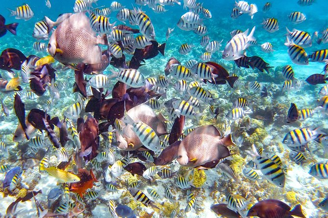 Pearl Island Bahamas Snorkeling Experience and Lunch - Key Pearl Island details I’d plan around