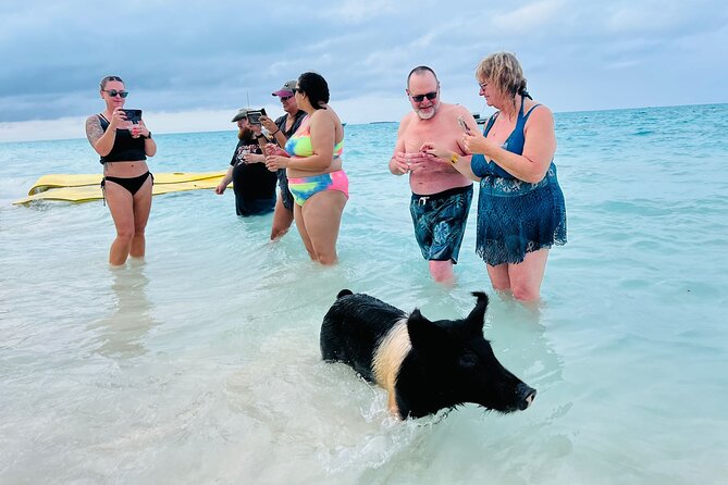 Perfect Day Swimming Pigs, Turtles, Reef Snorkel & Lunch - Swimming Pigs: Feeding Time, Safety, and Why It Feels Different