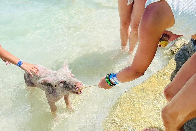 Perfect Day Swimming Pigs, Turtles, Reef Snorkel & Lunch - What to Bring (So You Don’t Spend the Day Looking for It)