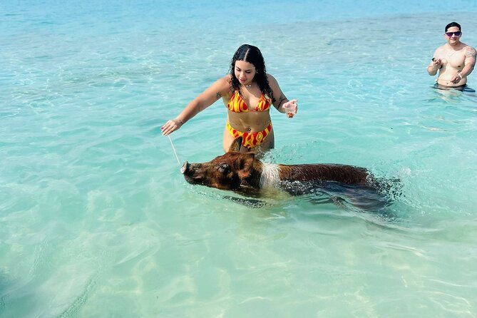 Perfect Day Swimming Pigs, Turtles, Reef Snorkel & Lunch - Green Cay Turtle Watching: Pretty Good, Even Without Getting Wet