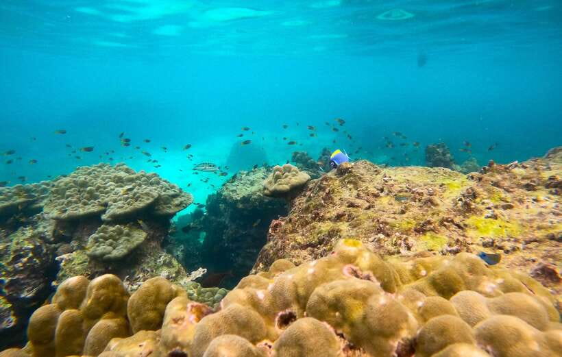 Phi Phi: Half-Day Tour with Maya Bay, Pileh Lagoon & Snorkel - Snorkeling Reality Check: Currents, Swimming Skills, and What the Crew Does