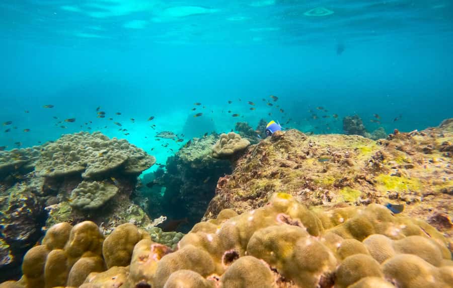 Phi Phi: Private Longtail Boat to Maya Bay with Snorkeling - Monkey Bay and Viking Cave: wildlife viewing without the chaos
