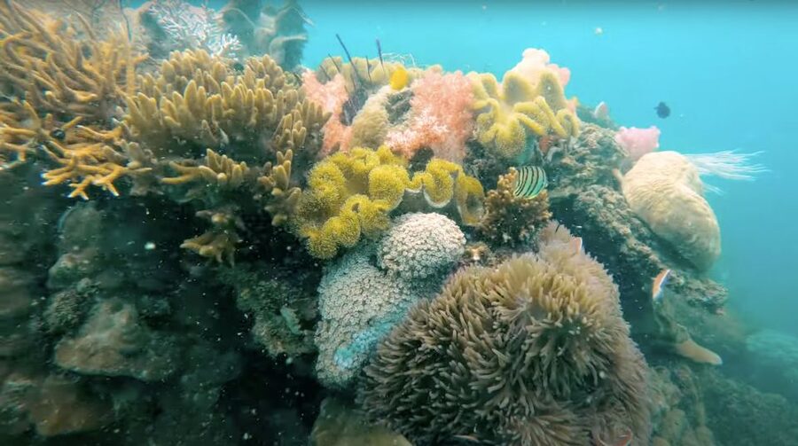 Phu Quoc: Speedboat Tour of 4 Islands with Snorkeling & BBQ - Guide Power: Why Windy (and Friends) Can Make or Break the Day