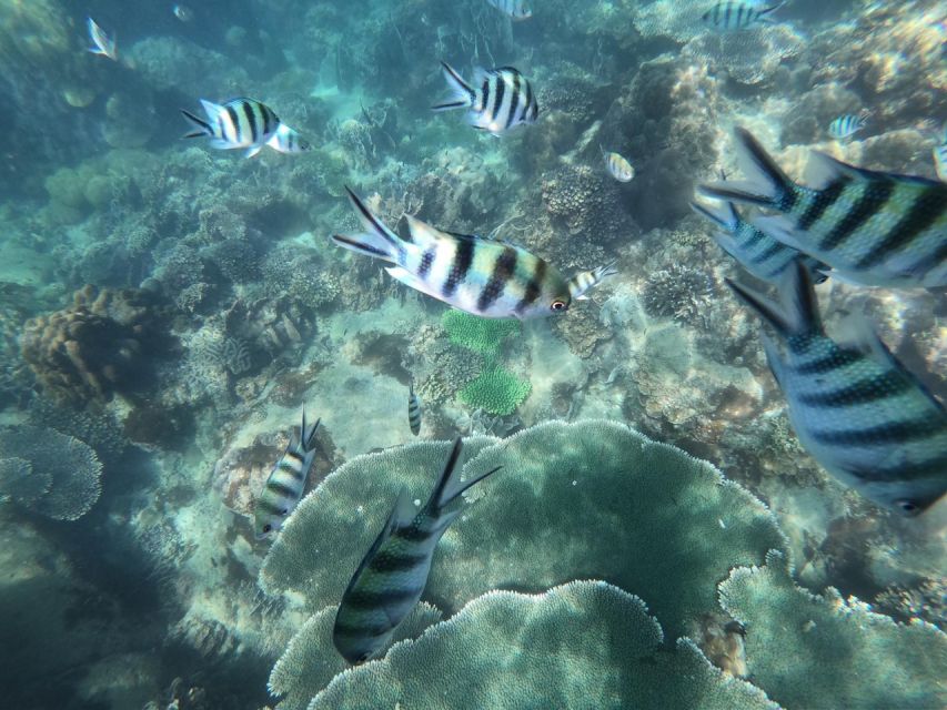 Phu Quoc: Speedboat Tour of 4 Islands with Snorkeling & BBQ - Stop 3: Buom Island for Snorkeling, Coral, and Fish-Food Moments