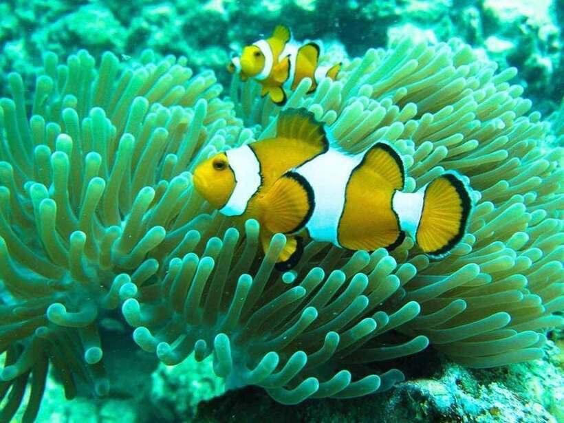 Phuket: 3 Khai Islands Relax & Snorkeling Half/Full Day Tour - Stop 1: Khai Nai Island for Beach Time and Easy Snorkeling