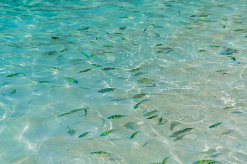 Phuket: 3 Khai Islands Relax & Snorkeling Half/Full Day Tour - Tour Timing: Morning vs Afternoon vs Full Day