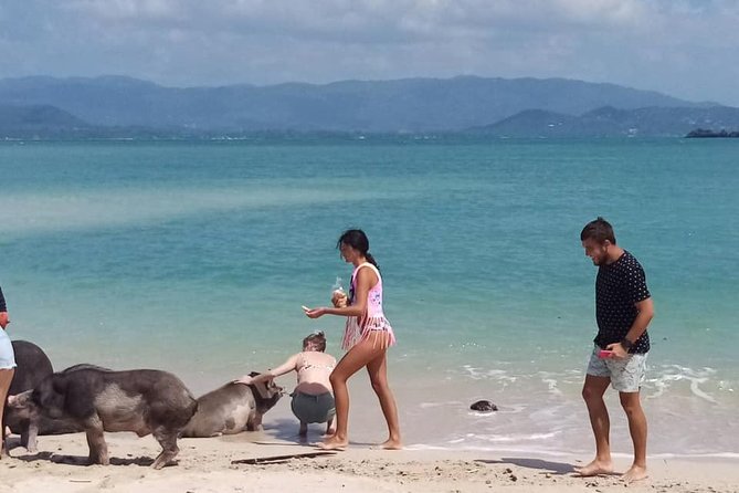 Pig Island Snorkeling & Sightseeing Tour By Speedboat From Koh Samui - Lunch, water, and the small comforts that matter on a 6–7 hour day