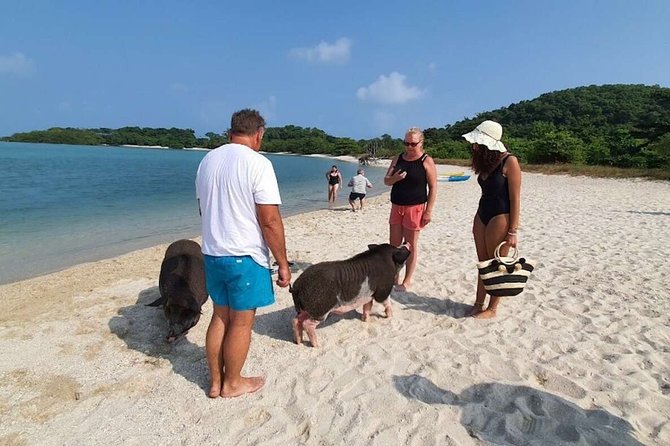 Pig Island Snorkeling & Sightseeing Tour By Speedboat From Koh Samui - Snorkeling expectations: beginners will be happy, reef perfection seekers may not