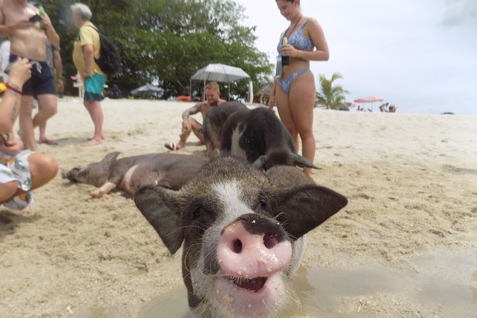 Pig Island Snorkeling & Sightseeing Tour By Speedboat From Koh Samui - Koh Tan snorkeling: reef time, gear, and visibility reality