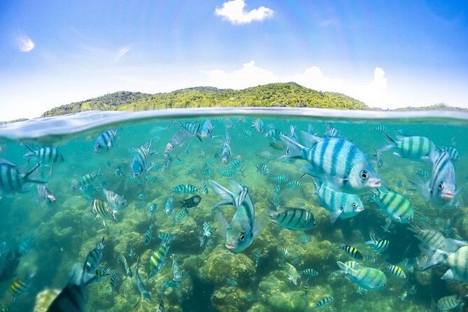 Pig Island Tour by Speedboat with Snorkeling - Ko Mat Sum (Pig Island): Cuteness, Photos, and the Real Animal Side