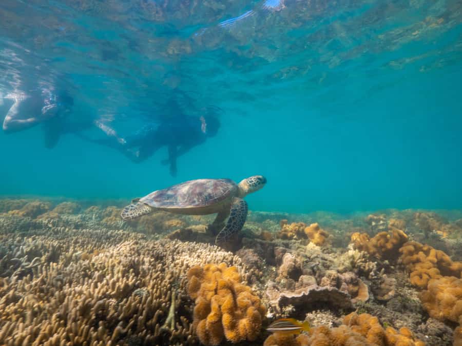 Port Douglas: Low Isles Glass Bottom Boat & Snorkeling Tour - Wildlife Highlights: Turtles, Birdlife, and the “Lucky If” Moments