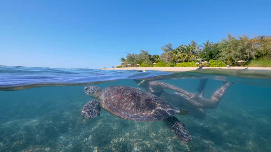Port Douglas: Low Isles Glass Bottom Boat & Snorkeling Tour - Calypso XI and the Glass-Bottom Boat: Reef Views With Less Pressure