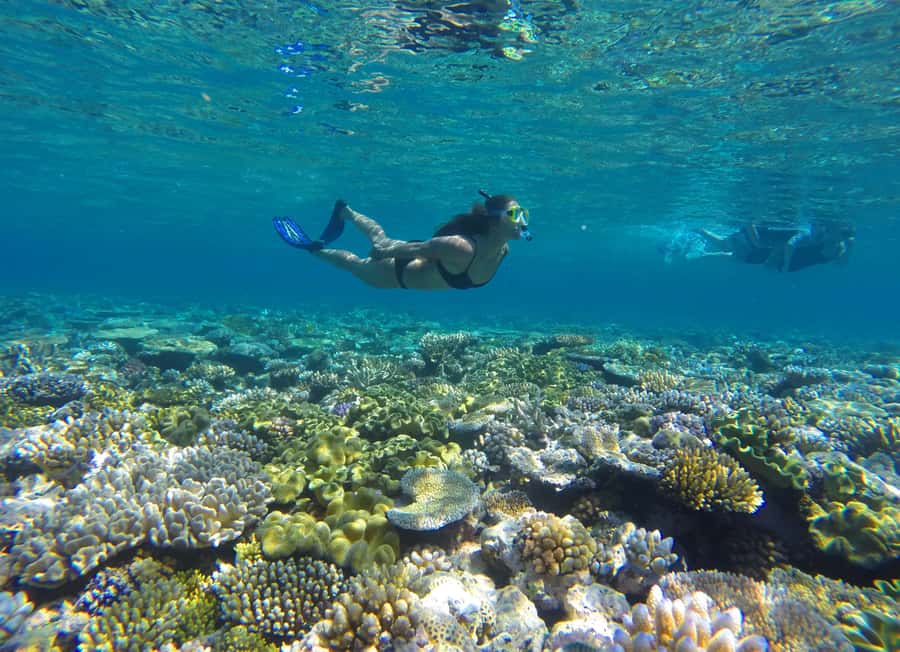 Port Douglas: Outer Barrier Reef Snorkel and Dive Options - Key highlights to look for on this Port Douglas reef day