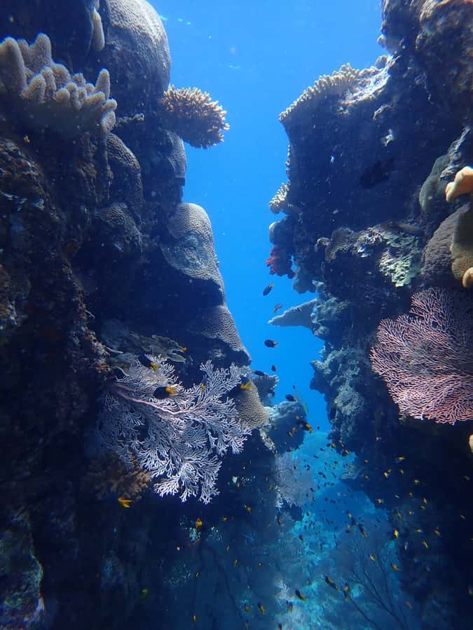Port Douglas: Outer Great Barrier Reef Snorkeling Cruise - Key things I’d plan around