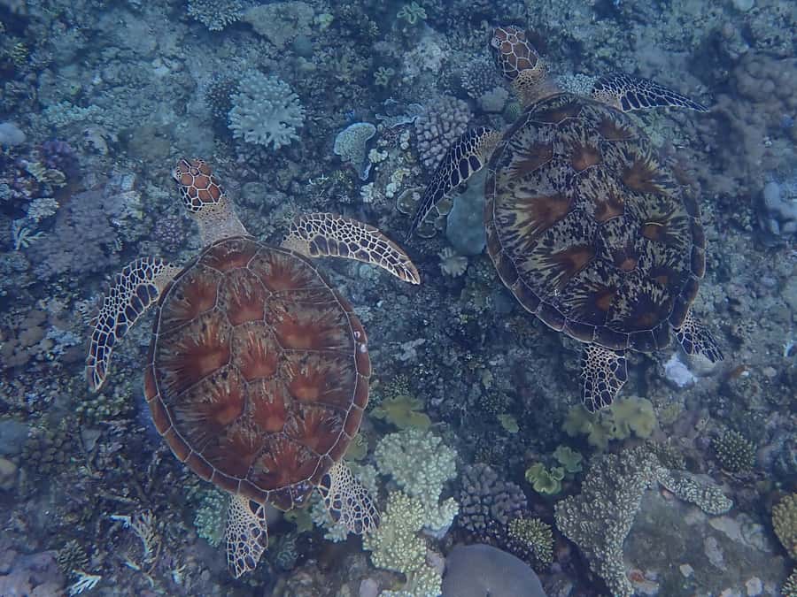 Port Douglas: Outer Great Barrier Reef Snorkeling Cruise - Reef talks at lunch: Learning you can actually use