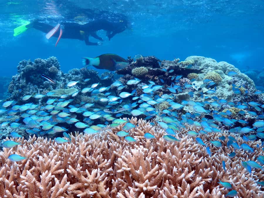 Port Douglas: Silversonic Great Barrier Reef Dive & Snorkel - Key Things That Make This Reef Day Work