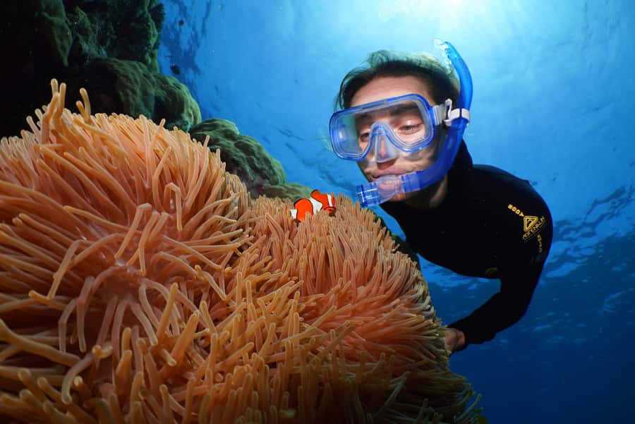 Port Douglas: Silversonic Great Barrier Reef Dive & Snorkel - Agincourt Ribbon Reefs: How the 3-Site Snorkel Plan Feels in Real Time