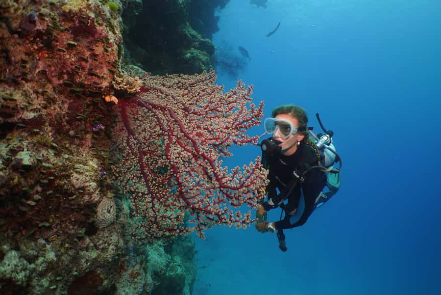 Port Douglas: Silversonic Great Barrier Reef Dive & Snorkel - What You’ll See: Coral, Fish, and the Whale Season Bonus