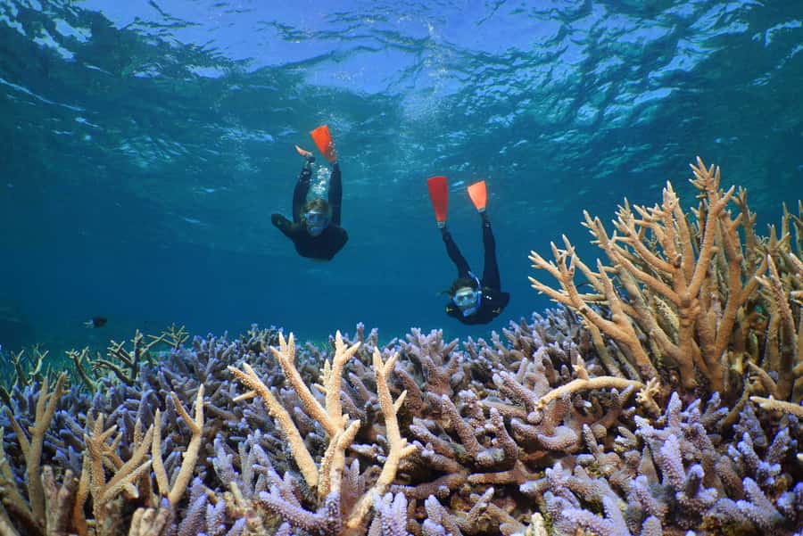 Port Douglas: Silversonic Great Barrier Reef Dive & Snorkel - Food and Small Onboard Perks: Why It’s a Real Value Day