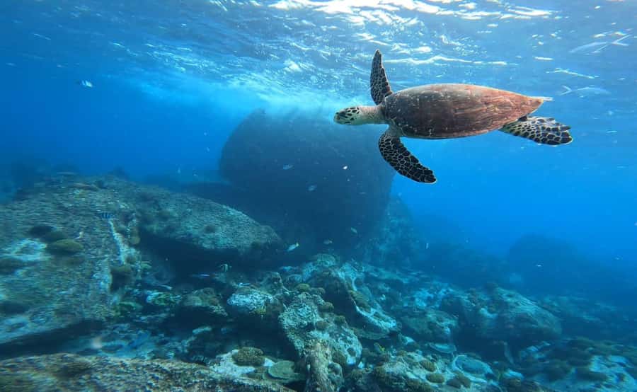 Praslin: Curieuse & St-Pierre Boat Adventure with Snorkeling - Logistics That Matter: Timing, Transfers, Wet Clothes, and Gear