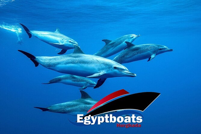 PRIVATE! | 4-hour Speed Boat Trip | Swim With Dolphins, Snorkeling & Island - A private speedboat day that doesn’t feel rushed