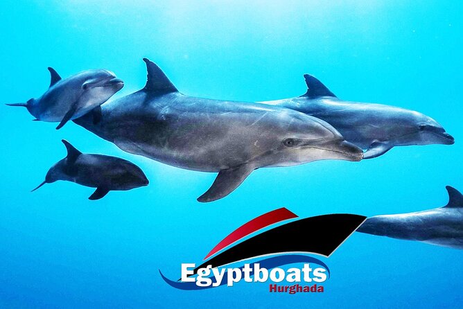 PRIVATE! | 4-hour Speed Boat Trip | Swim With Dolphins, Snorkeling & Island - Where you start (Marina Hurghada) and how the timing usually feels