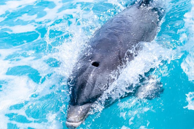 Private Boat Tours to outer islands, snacks drinks- snorkel- cruise! - Snorkeling setup and what to expect under the surface