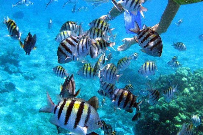 Private Catamaran Booze Cruise & Snorkeling - The Natural Pool (Sandbar) Stop: Calm Water Time That’s Built for Fun