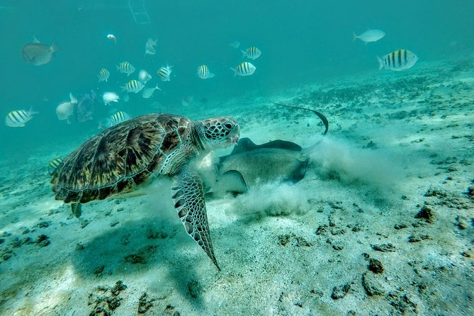 Private Cenote & Snorkeling Tour with Turtles in Akumal - Private pickup that saves time (and headaches)