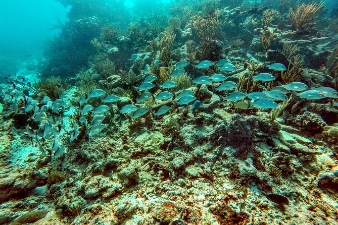 Private Cenote & Snorkeling Tour with Turtles in Akumal - Lunch and the food reality: included, but quality varies