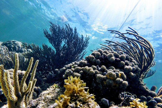 Private Cenote & Snorkeling Tour with Turtles in Akumal - Guides matter: safety, pace, and those small moments