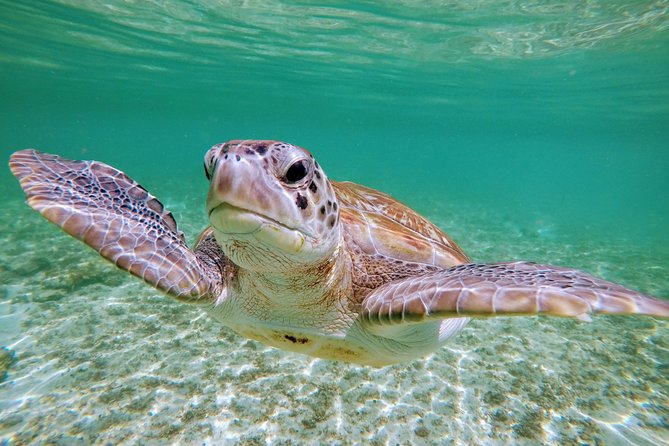 Private Cenote & Snorkeling Tour with Turtles in Akumal - Who should book this tour, and who should reconsider