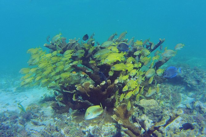 Private Escape: Isla Contoy & Isla Mujeres with Snorkeling - Beach lunch on Contoy: what’s included and how to avoid friction