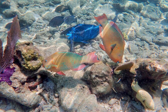 Private Looe Key Snorkel from Big Pine Key - Weather and day-of flexibility: staying sane in the Keys