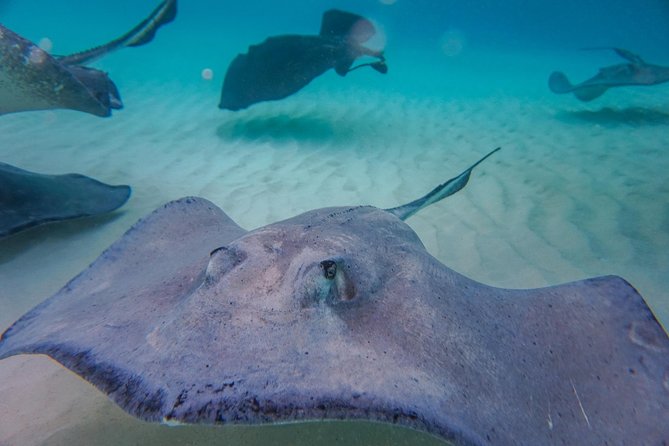 Private, luxury, custom charters to Stingray City, Snorkeling & More - Rum Point and the reef: snorkeling plus optional beach-bar breaks