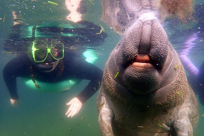 Private 'OG' Manatee Snorkel Tour with Guide for up to 10 people - River Ventures Check-In: Short video, wetsuit fitting, then you’re off