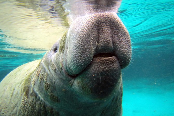 Private 'OG' Manatee Snorkel Tour with Guide for up to 10 people - What’s Included in this private tour (and why it adds up)