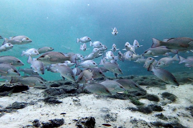 Private 'OG' Manatee Snorkel Tour with Guide for up to 10 people - Visibility and timing: when to go for better odds