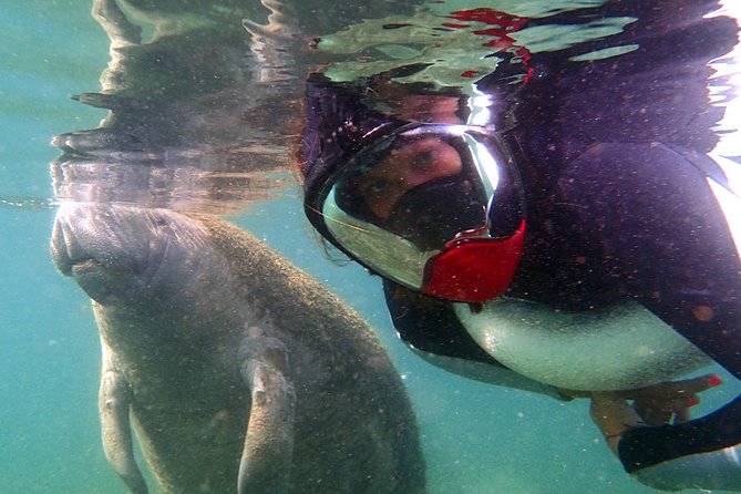 Private 'OG' Manatee Snorkel Tour with Guide for up to 10 people - Who this private manatee tour fits best