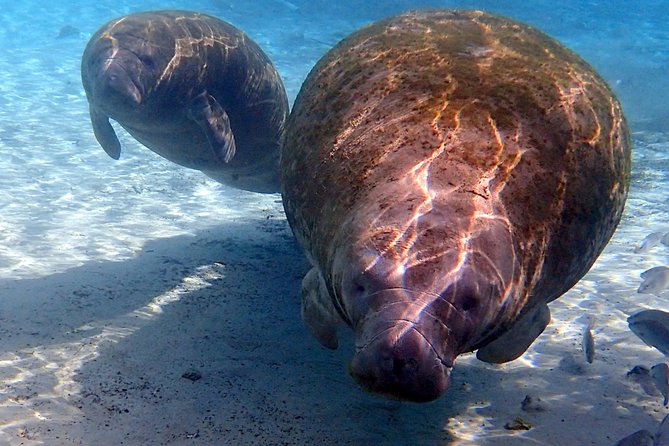 Private 'OG' Manatee Snorkel Tour with Guide for up to 10 people - The snorkeling rules: how you stay respectful and actually see more