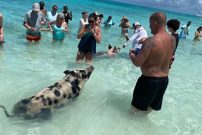 Private Rose Island, Swimming Pigs, Snorkeling and Turtles - Why this Nassau boat day works so well in half a day