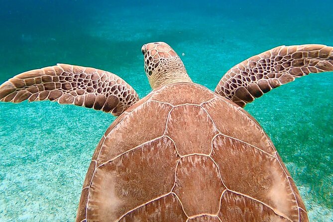Private Rose Island, Swimming Pigs, Snorkeling and Turtles - What’s included (and what to plan for) in plain terms