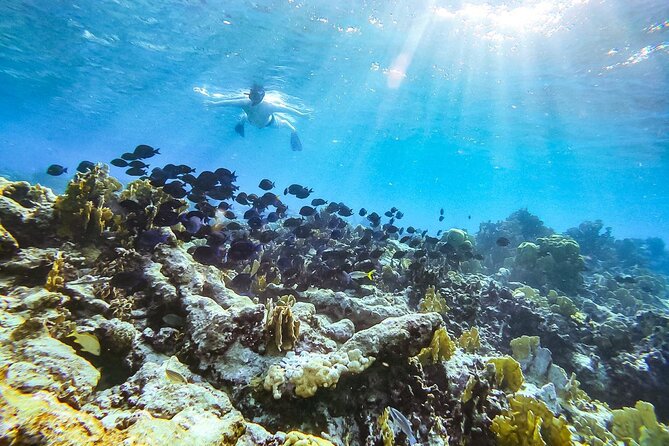 Private snorkel with 2 stops in Aruba - Eco-friendly! - Key Points Before You Go