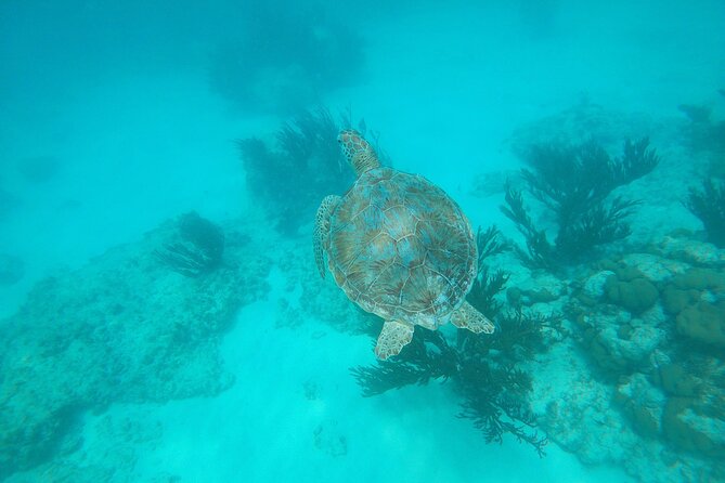 Private snorkel with 2 stops in Aruba - Eco-friendly! - Why Boat-Free Shore Snorkeling Works So Well in Aruba
