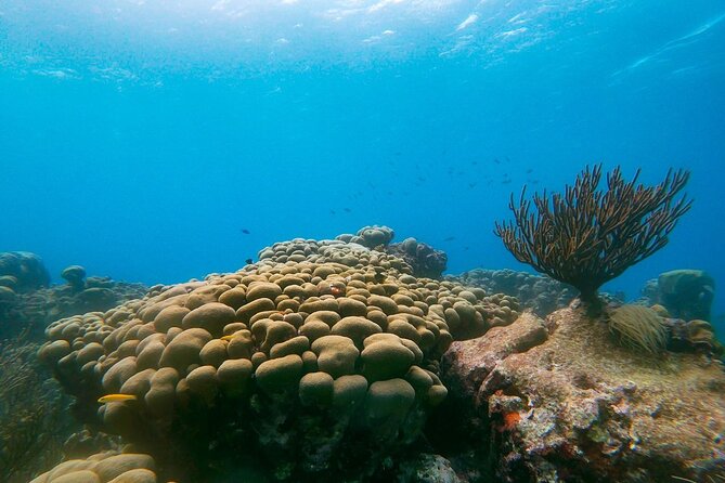 Private snorkel with 2 stops in Aruba - Eco-friendly! - Stop One: Shore Turtle Time at Coral-Rich Beaches