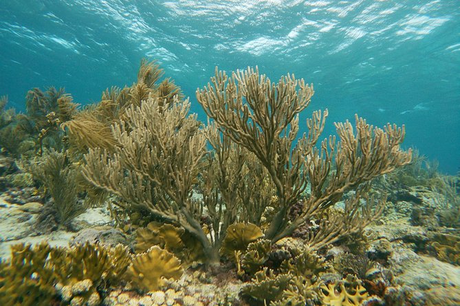 Private snorkel with 2 stops in Aruba - Eco-friendly! - Stop Two: A Pristine Reef Visit Without the Boat Crowd