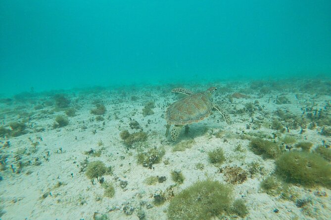 Private snorkel with 2 stops in Aruba - Eco-friendly! - Gear, Reef-Safe Sunscreen, and the Little Inclusions You’ll Thank Yourself For